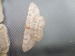 Hypomecis transcissa