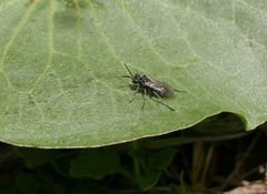 Sciapteryx consobrina