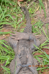 Osteolaemus tetraspis