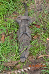 Osteolaemus tetraspis