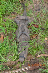 Osteolaemus tetraspis