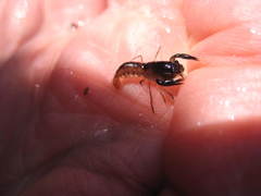 Gramastacus lacus