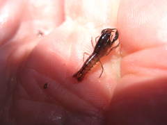 Gramastacus lacus
