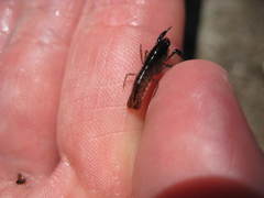 Gramastacus lacus