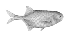 Elephant Fish photo 1