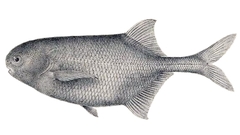 Elephant Fish photo 2