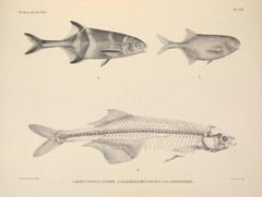 Elephant Fish photo 3
