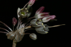 Codonoprasum
