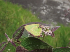 Cyanophrys pseudolongula