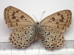 Phengaris arionides