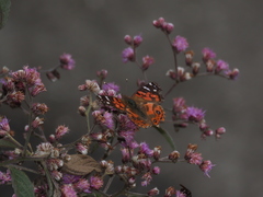 Vanessa braziliensis
