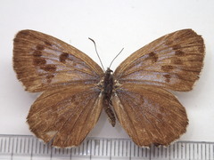 Phengaris arionides
