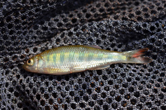 Senegal Minnow photo 2