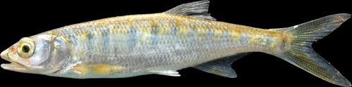 Senegal Minnow