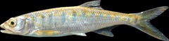 Senegal Minnow photo 3