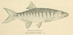 Senegal Minnow photo 4