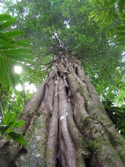Aspidosperma discolor
