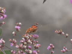 Vanessa braziliensis