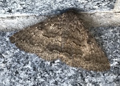 Eudesmeola lawsoni