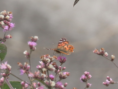 Vanessa braziliensis
