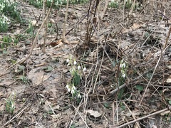 Galanthus nivalis