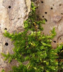 Anacamptodon splachnoides