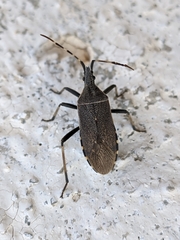 Dicranocephalus agilis