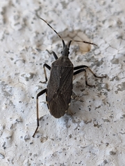 Dicranocephalus agilis