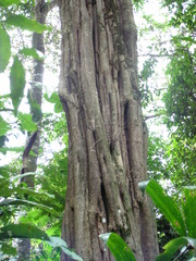 Aspidosperma discolor