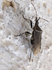 Dicranocephalus agilis