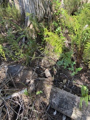 Smilax bona-nox image