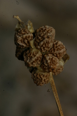 Sanguisorba verrucosa