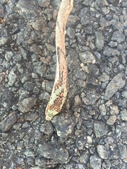 Thelotornis capensis