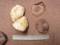 Aspidosperma discolor