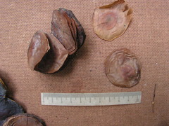 Aspidosperma discolor