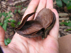 Aspidosperma discolor