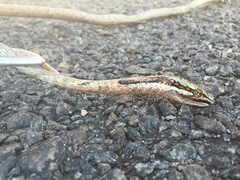 Thelotornis capensis