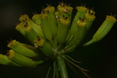 Kundmannia sicula image