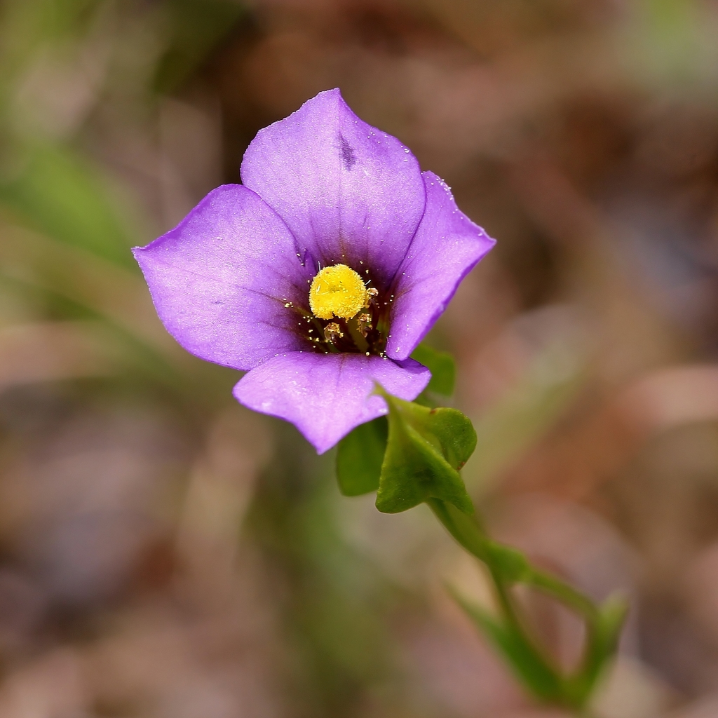 Schultesia gracilis