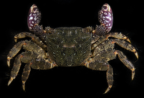 Estuarine Rock Crab