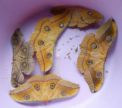 Antheraea paphia
