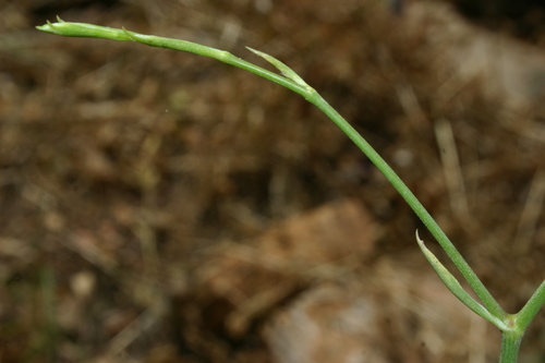 Representative image of Pimpinella lutea