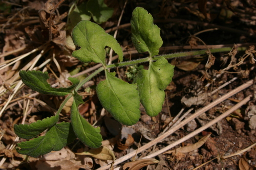 Pimpinella image