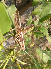 Cyrtacanthacris tatarica