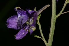 Delphinium pentagynum image