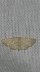 Scopula hypochra
