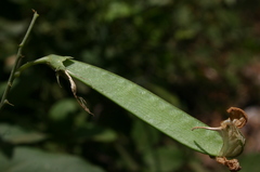 Lathyrus latifolius image