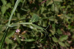 Lathyrus latifolius image