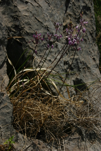 Allium trichocnemis