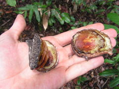 Aspidosperma discolor